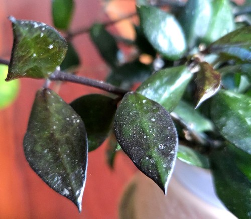 Rare hoya khroniana - hoya, black