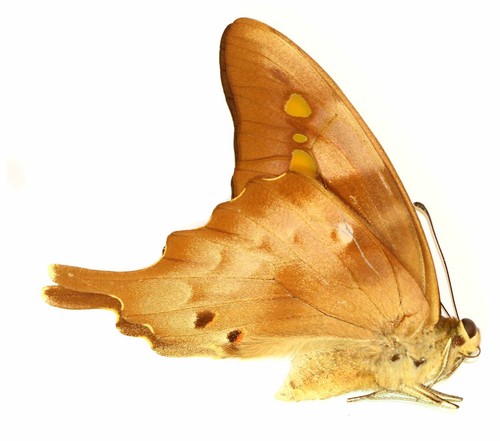 Lepidoptera papilionidae - lepidoptera,,