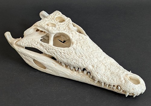 Krokodilschädel crocodylus - krokodilschädel,