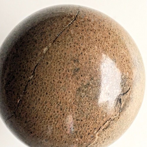 Jurassic baseball atlasaurus - 'baseball',