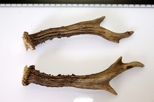 2 Geweihstangen vom Reh Geweih
