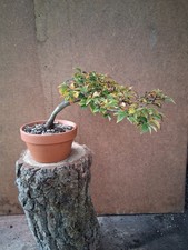 Bonsai Korkrinden Feldulme Outdoor
