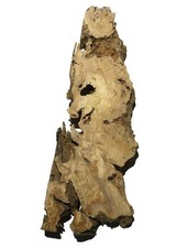 1x Oliven Wurzelholz Holz für