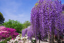 SAMEN GUT immergrün