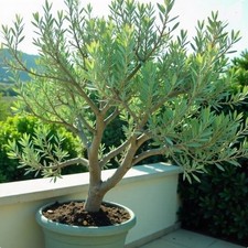 winterharte Pistazienbaum