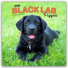 Black Labrador Retriever