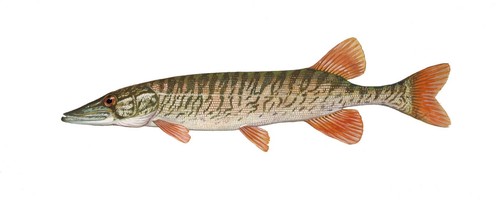 Hecht aufkleber 10x2 9cm - hecht, für