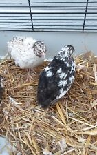 Bruteier von Getupften Legewachteln 12 Stück