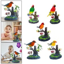 Singende Vögel Zwitschern