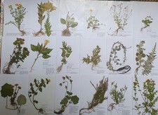 Herbarium 25 Pflanzen mit Wurzel