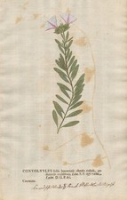 Silberwinde bindweed