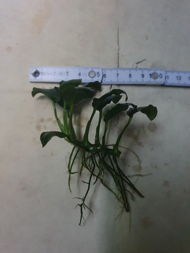 Anubias barteri var nana - barteri,