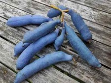 Sale563 blaue Gurke Decaisnea