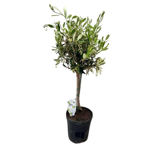 Olea europaea olivenbaum - europaea,