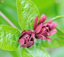 SAMEN vom Gewürzstrauch die