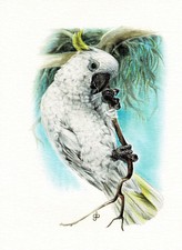 Gelbhaubenkakadu Papageien Kakadus - Kunstdruck-Bild - 25,5 x 17,5 cm