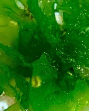 Meerwasser ulva lactuca - |,
