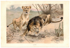 LÖWE LÖWIN Panthera leo Afrika Lithographie um 1900 Wilhelm Kuhnert 