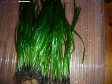 Vallisnerien - Vallisneria Spiralis 15 Stück Wasserpflanzen,Aquarium Pflanzen