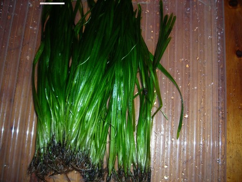 Vallisnerien vallisneria - vallisnerien,