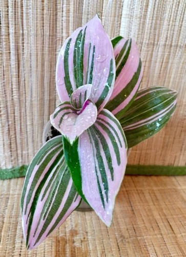 Tradescantia pink hill - x,