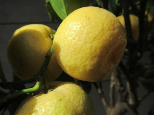 Citrus ichang papeda zitrone - ichang,