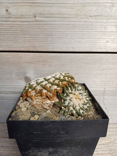 Ariocarpus kotsch makellose - ariocarpus,