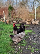 10 Bruteier Austrlorp Hühner 