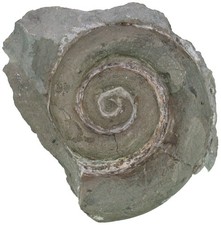 Silur  Euomphalus sp.  Große Schnecke  Grogarnshuvud  Gotland  W21-13