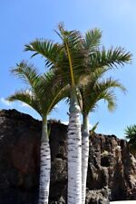 10 Samen Spindelpalme Hyophorbe verschaffeltii Palmen Palm Seeds Palmensamen