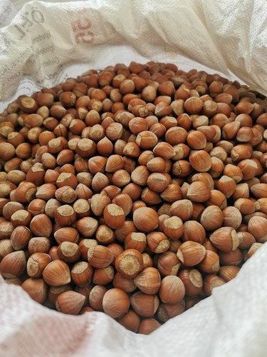 Haselnüsse mit schale - kg,