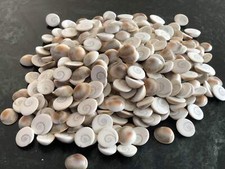 Small GOMTI CHAKRA 101 Piece