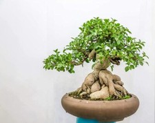 Ficus Bonsai Tree Seeds to