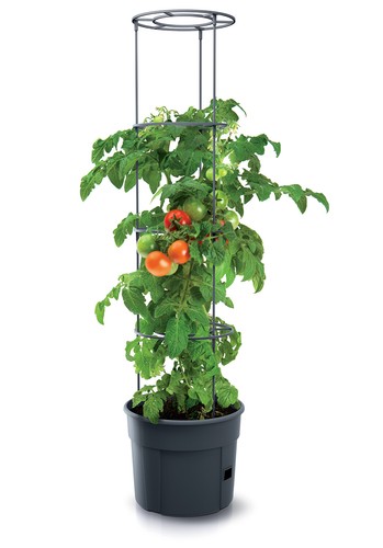 Tomatentopf topf tomaten - tomatentopf,
