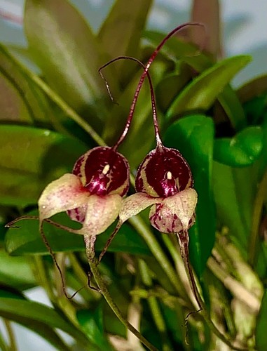 Masdevallia species red - masdevallia,