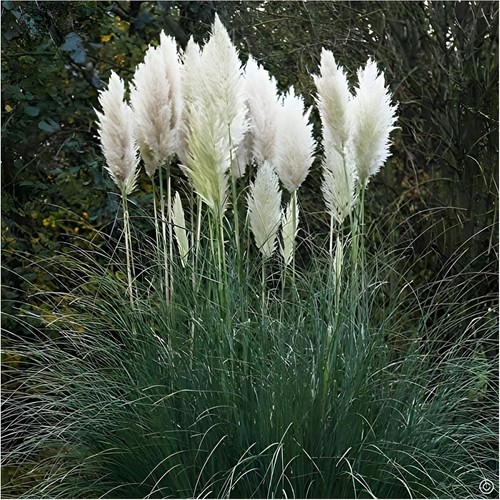 Cortaderia selloana - x,