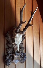 Rehgehörn Kapitaler 6-Ender