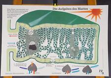 Plakat Wandkarte Poster Lehrtafel Biologie Aufgaben des Blattes Photosynthese