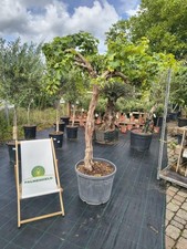 Vitis vinifera alte Weinrebe