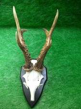 Bilderbuchbock kapitaler 6er