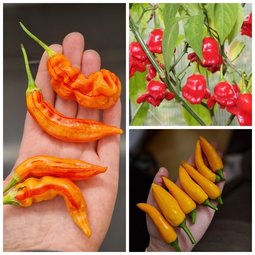 Chili set sorten sugar - chili,