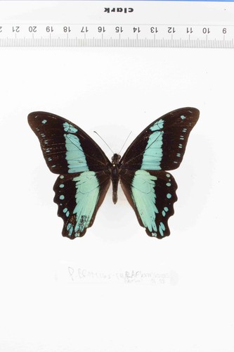 Schmetterling entomologie - schmetterling,