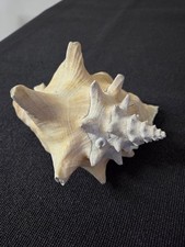 Riesen Muschel XXL, rosa