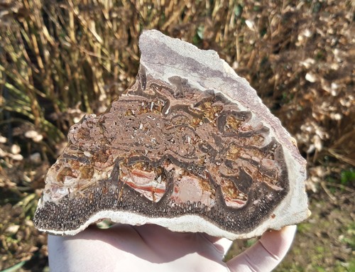 Versteinertes holz psaronius - versteinertes,