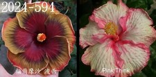 Formosa Posey x Think Pink Hibiscus rosa sinensis