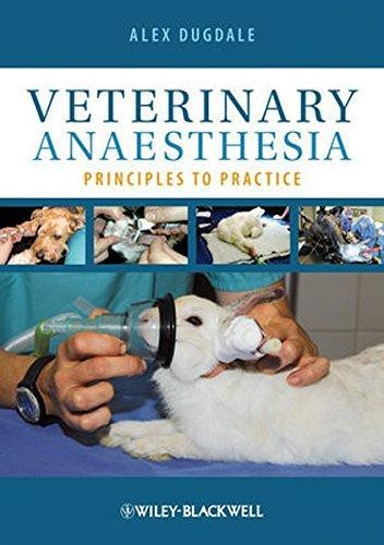 Veterinary anaesthesia - veterinary,