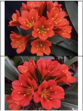 One Clivia Miniata Seedling