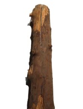 1x Eibenholz Stamm drechseln für Kleinteile  73x12-14cm