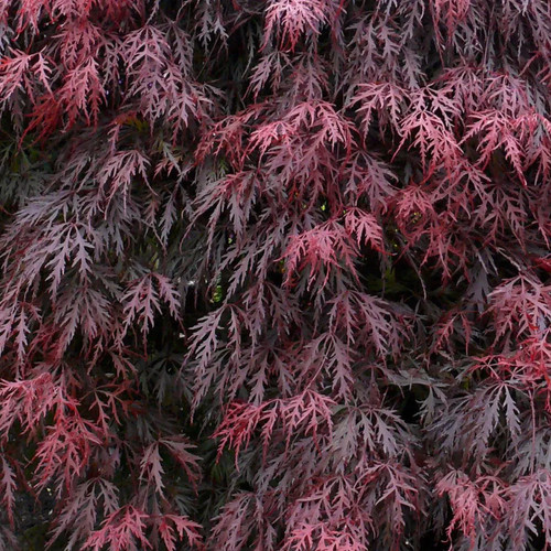 Roter schlitzahorn topf - schlitzahorn,