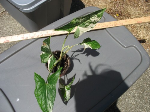 Syngonium podophyllum albo - syngonium,